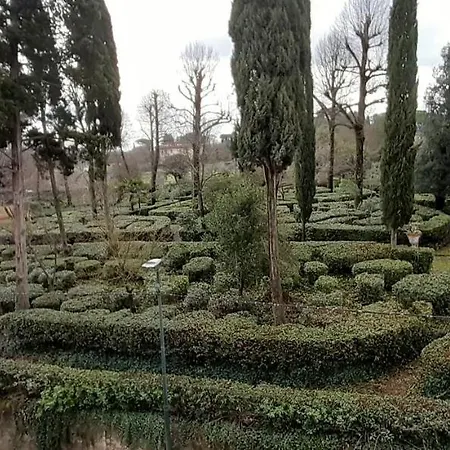 L'albero Di Garibaldi Florence